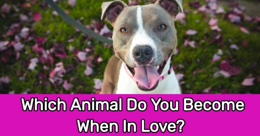 Which Animal Do You Become When In Love?