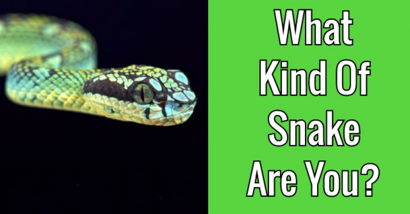 What Kind Of Snake Are You?