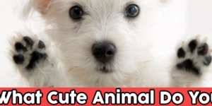 What Cute Animal Do You Look Like?