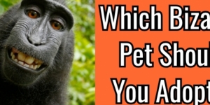 Which Bizarre Pet Should You Adopt?