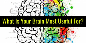 What Is Your Brain Most Useful For?