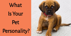 What Is your Pet Personality?