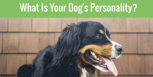 What Is Your Dog’s Personality?