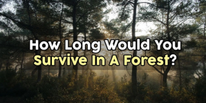 How Long Would You Survive In A Forest?