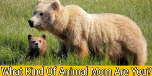 What Kind Of Animal Mom Are You?