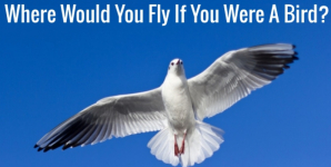 Where Would You Fly If You Were A Bird?