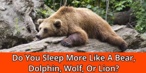 Do You Sleep More Like A Bear, Dolphin, Wolf, Or Lion?