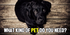 What Kind of Pet Do You Need?