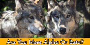 Are You More Alpha Or Beta?
