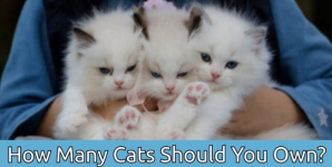 How Many Cats Should You Own?