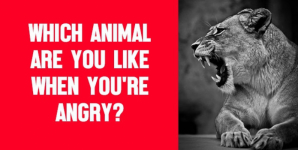 Which Animal Are You Like When You’re Angry?