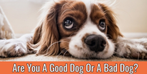Are You A Good Dog Or A Bad Dog?