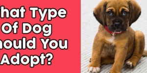 What Type Of Dog Should You Adopt?