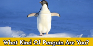 What Kind Of Penguin Are You?