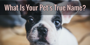 What Is Your Pet’s True Name?