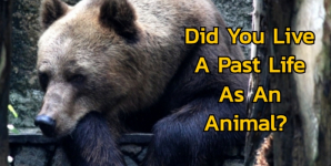 Did You Live A Past Life As An Animal?