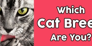 Which Cat Breed Are You?