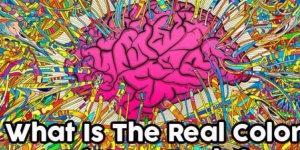 What Is The Real Color Of Your Brain?