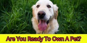 Are You Ready To Own A Pet?