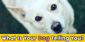 What Is Your Dog Telling You?