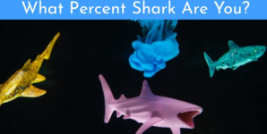 What Percent Shark Are You?