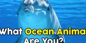 What Ocean Animal Are You?