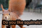 Do you like squirrels?