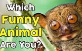 Which Funny Animal Are You?