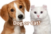 Are you a dog or cat person ?