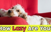 How Lazy Are You?